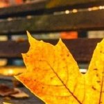 淚成河，喚母歸(全集)